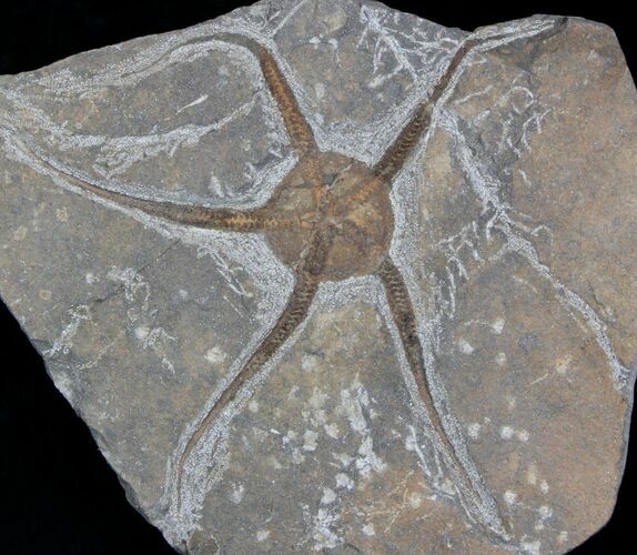 Large, Wide Ophiura Brittle Star Fossil #37038